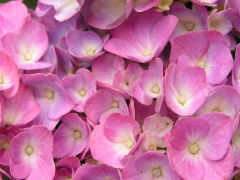 Una foto di fiori rosa