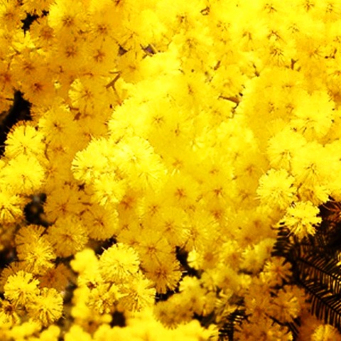 mimose.jpg